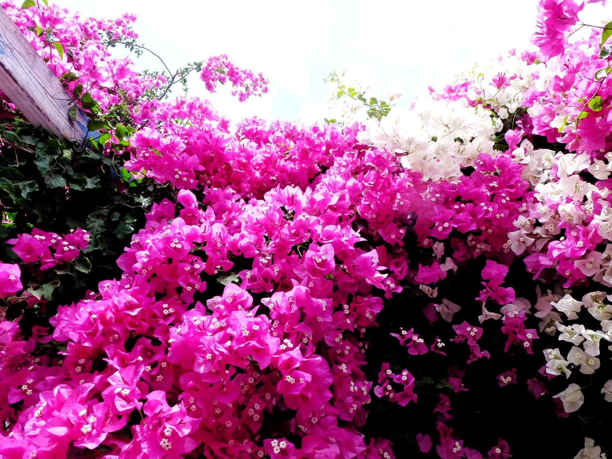 Bougainvillea Suites Kamári Extérieur photo