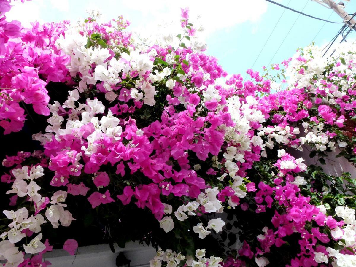 Bougainvillea Suites Kamári Extérieur photo